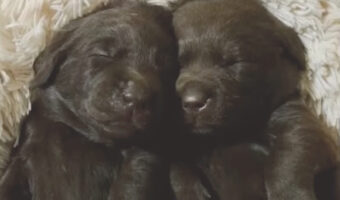 くっついてお昼寝するラブラドールレトリーバーの子犬たち。ぐっすり寝ているこの子達は飼い主さんが体を撫でてあげても・・、起きません！！