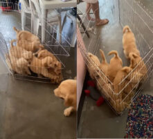 ママと離れたくない子犬たち。どこかへ歩いていこうとするママを追いかけるため、みんなで協力してケージごと移動していきます！！【海外・動画】