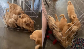 ママと離れたくない子犬たち。どこかへ歩いていこうとするママを追いかけるため、みんなで協力してケージごと移動していきます！！【海外・動画】