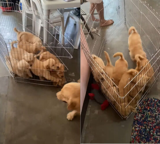 ママと離れたくない子犬たち。どこかへ歩いていこうとするママを追いかけるため、みんなで協力してケージごと移動していきます！！【海外・動画】