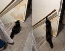 壁のペンキが一部剥がれている理由も納得。飼い主さんに視線を送る猫。この子はこの後、楽しげな方法で階下へ降りていきました【海外・動画】