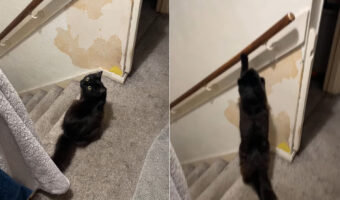 壁のペンキが一部剥がれている理由も納得。飼い主さんに視線を送る猫。この子はこの後、楽しげな方法で階下へ降りていきました【海外・動画】