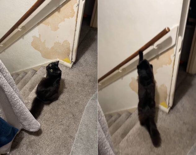 壁のペンキが一部剥がれている理由も納得。飼い主さんに視線を送る猫。この子はこの後、楽しげな方法で階下へ降りていきました【海外・動画】