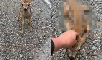 この子鹿とても人懐っこい!トコトコ駆けてきたかと思えば、頭をなでてとばかりにとても愛らしい姿勢を取りました!!