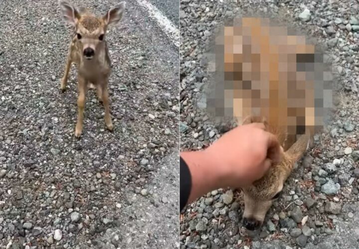 この子鹿とても人懐っこい！トコトコ駆けてきたかと思えば、頭をなでてとばかりにとても愛らしい姿勢を取りました！！