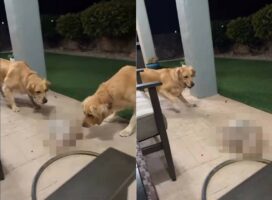 ボウルの上に置かれた『ある物』に顔を寄せて警戒するゴールデンリトリバーたち。それが風で移動すると、ビックリして走り出してしまいました