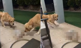 ボウルの上に置かれた『ある物』に顔を寄せて警戒するゴールデンリトリバーたち。それが風で移動すると、ビックリして走り出してしまいました