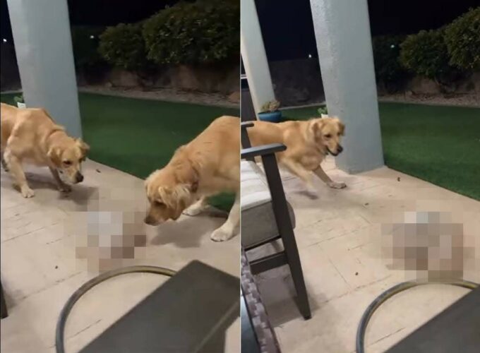 ボウルの上に置かれた『ある物』に顔を寄せて警戒するゴールデンリトリバーたち。それが風で移動すると、ビックリして走り出してしまいました