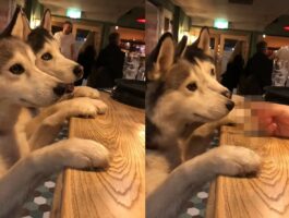 「マスター！いつもの」バーカウンターに身を乗り出す2頭のハスキー犬。この子達にバーテンダーさんが差し出したのはもちろんカクテルではなく・・