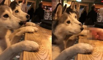 「マスター!いつもの」バーカウンターに身を乗り出す2頭のハスキー犬。この子達にバーテンダーさんが差し出したのはもちろんカクテルではなく・・
