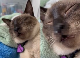 ぐっすり眠っている子猫。その寝顔を見ていると・・、まるで「マンガみたいな姿」を披露してくれました！！【海外・動画】