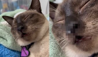ぐっすり眠っている子猫。その寝顔を見ていると・・、まるで「マンガみたいな姿」を披露してくれました！！【海外・動画】