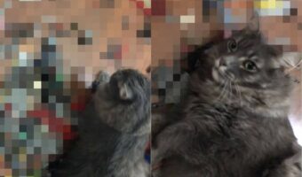 床に寝っ転がっている猫。その床には一面中『あるもの』が置かれているのですが・・、痛くないんでしょうか??【アメリカ・動画】