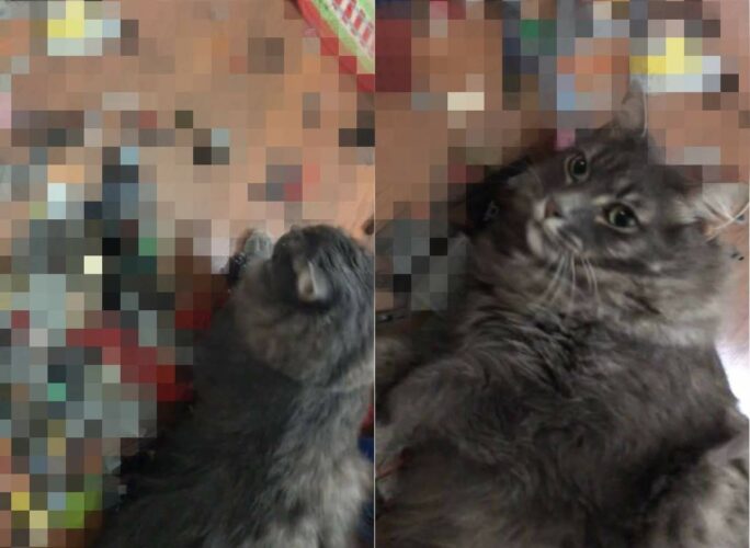 床に寝っ転がっている猫。その床には一面中『あるもの』が置かれているのですが・・、痛くないんでしょうか？？【アメリカ・動画】