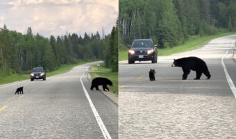 クマの親子が道路を行ったり来たり。子グマが道路を渡ったと思ったら、引き返して茂みの中へ。この行動にはある理由が!!【海外・動画】