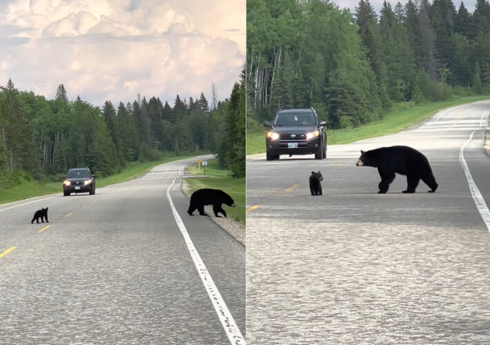 クマの親子が道路を行ったり来たり。子グマが道路を渡ったと思ったら、引き返して茂みの中へ。この行動にはある理由が！！【海外・動画】