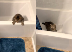 バスタブに入るのが大好きな猫、新居でも早速ダイブ！！・・したところ、前のお家のより深いうえに濡れていたため出れなくなってしまいました