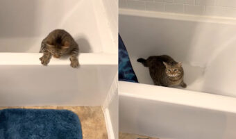 バスタブに入るのが大好きな猫、新居でも早速ダイブ！！・・したところ、前のお家のより深いうえに濡れていたため出れなくなってしまいました