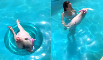 浮き輪を使ってプカプカ。かわいいリボンを付けたブタが、飼い主さんに手を引かれたり泳いだりとプールを満喫しています【海外・動画】