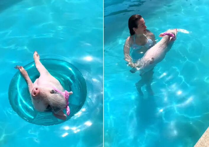 浮き輪を使ってプカプカ。かわいいリボンを付けたブタが、飼い主さんに手を引かれたり泳いだりとプールを満喫しています【海外・動画】