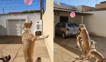 3頭の元気なアメリカン・ブリー。みんなで全力の風船バレーに挑戦します！！【海外・動画】