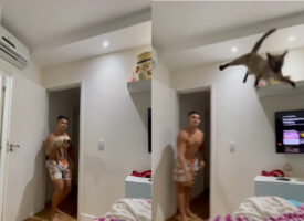 パパさんと遊ぶ猫。ベッドに向かってふわっと放ってもらって楽しそう！宙を浮く感覚が好きみたいです！！【海外・動画】