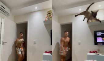 パパさんと遊ぶ猫。ベッドに向かってふわっと放ってもらって楽しそう!宙を浮く感覚が好きみたいです!!【海外・動画】