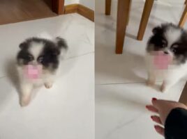 トコトコ歩いて姿をあらわした子犬。その口にはどこから持ってきたのか、とてもかわいく見えるアイテムがくわえられていました！！【海外・動画】