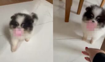 トコトコ歩いて姿をあらわした子犬。その口にはどこから持ってきたのか、とてもかわいく見えるアイテムがくわえられていました!!【海外・動画】