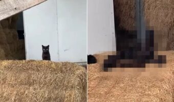 干し草の山でくつろいでいる黒猫たち。1つ目の山に4匹、隣の山に1匹。そして更にその隣には・・、なんと!!【海外・動画】