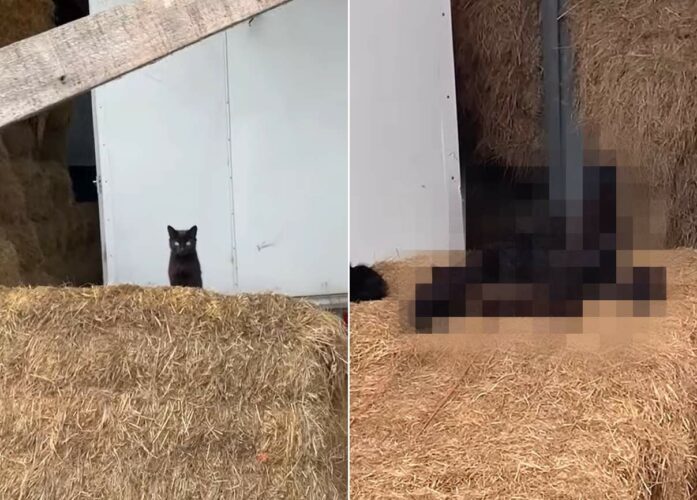 干し草の山でくつろいでいる黒猫たち。1つ目の山に4匹、隣の山に1匹。そして更にその隣には・・、なんと！！【海外・動画】