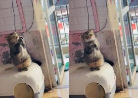 おやつが欲しい子猫。後ろ足で立って身を起こすと・・、「おやつください！」と猛烈アピール！そのおねだり姿がかわいすぎます！！【海外・動画】