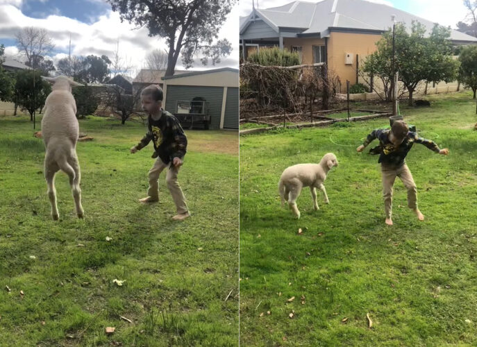 親友だという男の子と保護されたヒツジ。一緒にジャンプして飛び跳ねたり、スキップして踊ってみたりと楽しい時間を過ごしています【海外・動画】