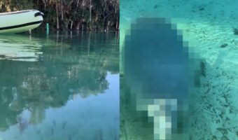 青く澄んだ水面、その水中を覗き込むと・・、ビックリ!!体の大きな『ある生き物』がゆったりと泳いでいたのです!!【アメリカ・動画】