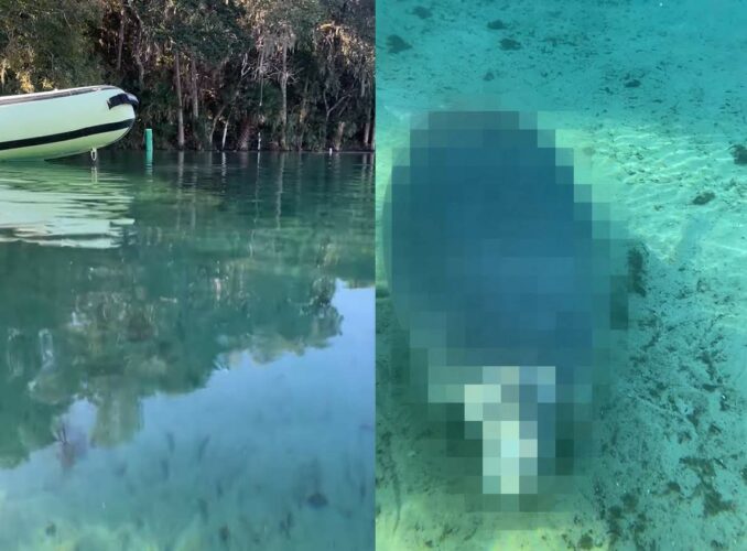 青く澄んだ水面、その水中を覗き込むと・・、ビックリ！！体の大きな『ある生き物』がゆったりと泳いでいたのです！！【アメリカ・動画】