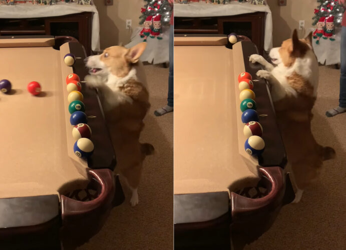 ビリヤードの練習をするコーギー。次々にボールを弾いていくこの子は、ポケットにボールを落とすミラクルを見せることも！！