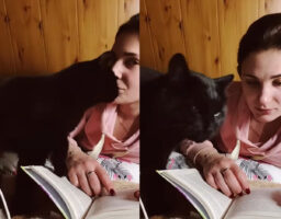 飼い主さんに甘える猫。キスをしてもらいたいみたいだけど・・、そのおねだりの仕方がなんだかパワフル！！【海外・動画】