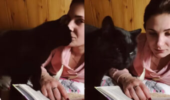 飼い主さんに甘える猫。キスをしてもらいたいみたいだけど・・、そのおねだりの仕方がなんだかパワフル！！【海外・動画】