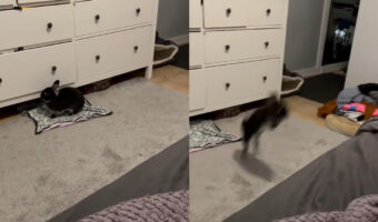 床に敷かれたタオルの上でくつろぐウサギ。ベッドの上に移動したいみたいですが・・、その驚異のジャンプ力にビックリ!【アメリカ・動画】