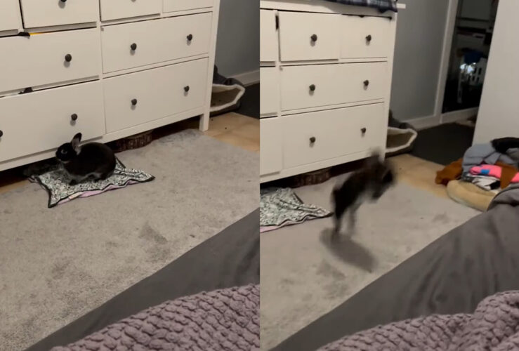 床に敷かれたタオルの上でくつろぐウサギ。ベッドの上に移動したいみたいですが・・、その驚異のジャンプ力にビックリ！【アメリカ・動画】