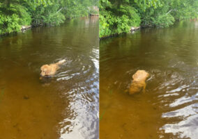 湖で泳ぐゴールデンリトリバー。気持ちよさそうにしていると思ったら、水中に潜りました！実はこの子は『ある理由』があって泳いでいたのです！！