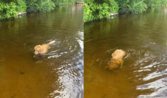 湖で泳ぐゴールデンリトリバー。気持ちよさそうにしていると思ったら、水中に潜りました!実はこの子は『ある理由』があって泳いでいたのです!!