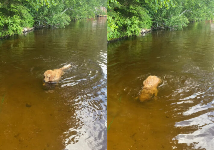 湖で泳ぐゴールデンリトリバー。気持ちよさそうにしていると思ったら、水中に潜りました！実はこの子は『ある理由』があって泳いでいたのです！！