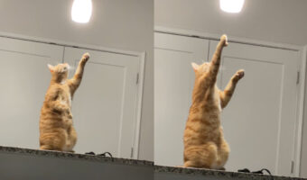 ペンダントライトが気になる猫。身を起こしライトに向けておててを差し出しますが・・、その動きはビクビクしているみたい【アメリカ・動画】