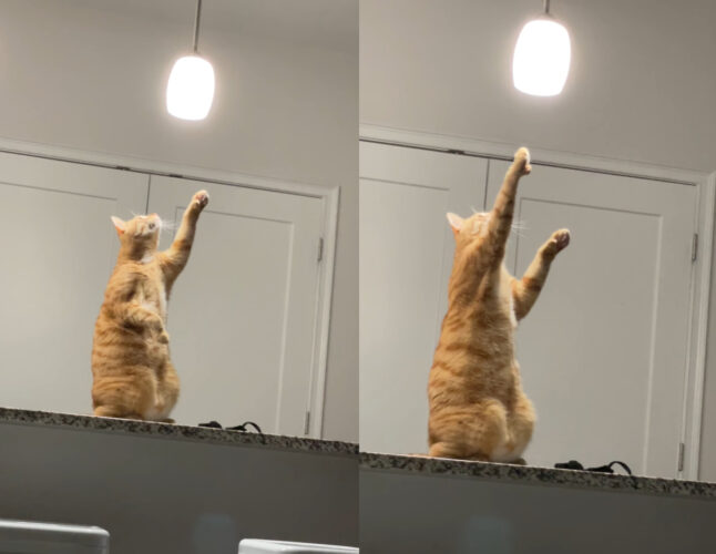 ペンダントライトが気になる猫。身を起こしライトに向けておててを差し出しますが・・、その動きはビクビクしているみたい【アメリカ・動画】