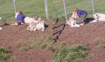 一緒に暮らすハスキー犬たちが大好きな2歳の女の子。くつろいでいる一頭一頭にハグをしたりキスをしたりするその姿にほっこり【海外・動画】