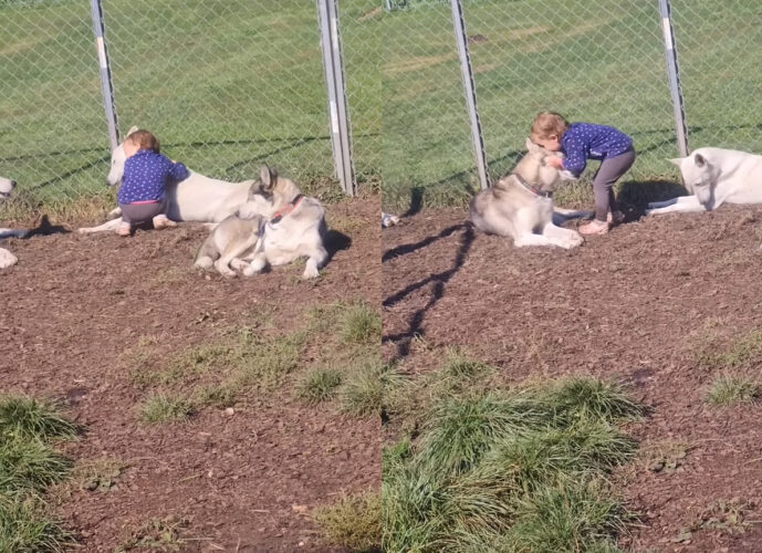 一緒に暮らすハスキー犬たちが大好きな2歳の女の子。くつろいでいる一頭一頭にハグをしたりキスをしたりするその姿にほっこり【海外・動画】