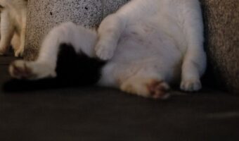 猫の社会も気楽ではない！？「散歩してたら、酔い潰れている子がいました」