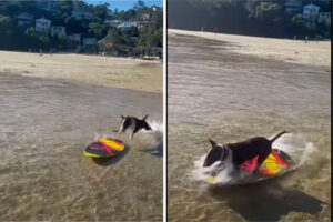 ミニチュアブルテリアはスキムボードのエキスパート！軽妙に乗りこなすその姿がカッコいい！！