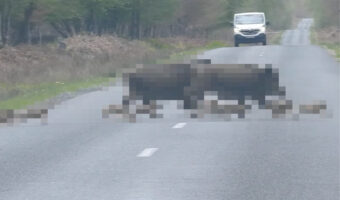 みんなでゾロゾロ、道路を横切る『ある動物』の群れ。圧巻の勢いと列の後方を走るかわいい子達！この群れは総勢なんと・・・！！【海外・動画】